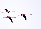 Flamingo   C.Martijn